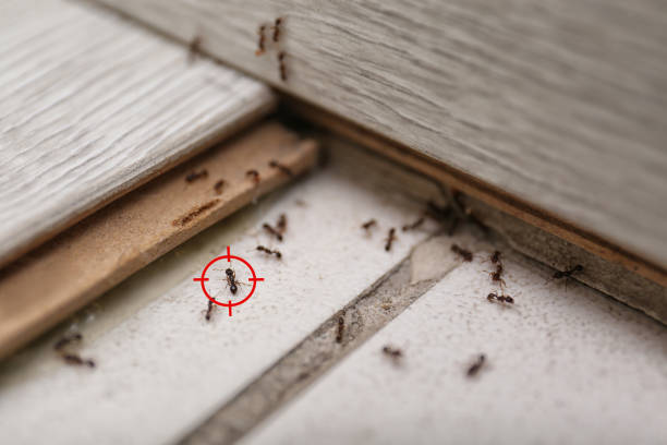 Best Ant Control Services  in Cottonwood Shores, TX