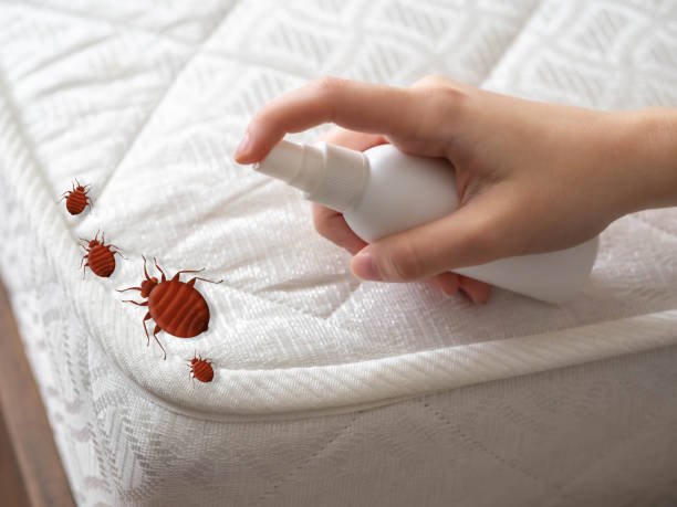 Trusted Cottonwood Shores, TX Pest Control Experts